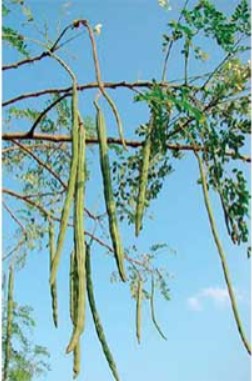 Moringa trees