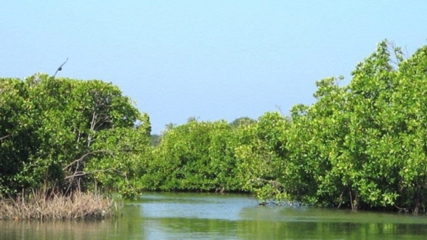 Muthurajawela Wetland Zone