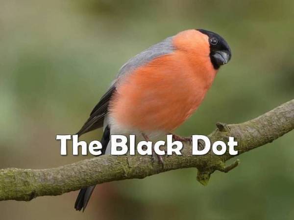 “THE BLACK DOT” – By Des Kelly