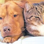 animal rights