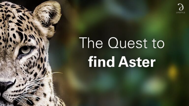 The Quest To Find Aster at Yala