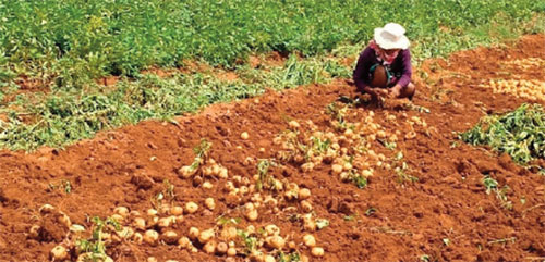 Jaffna cultivators’ welcome duty hike on imported potatoes- by Dinasena Ratugamage