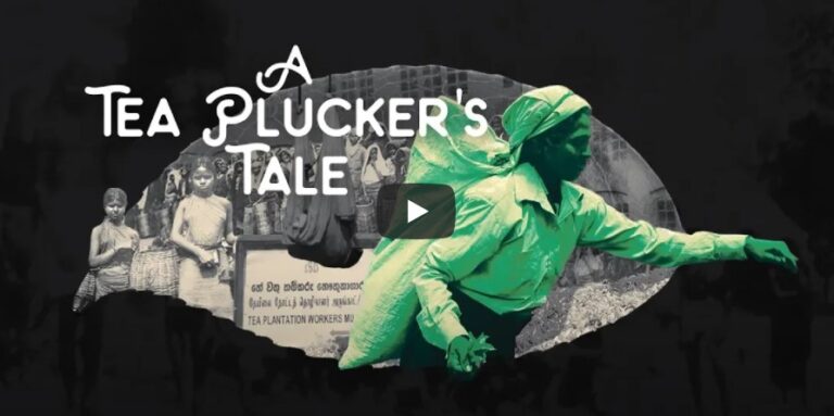 A Tea Plucker’s Tale