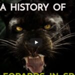 Black Leopards