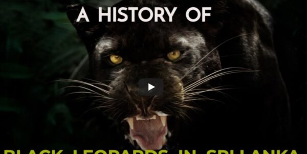 Black Leopards