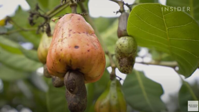 Why Cashew Nuts Are So Expensive