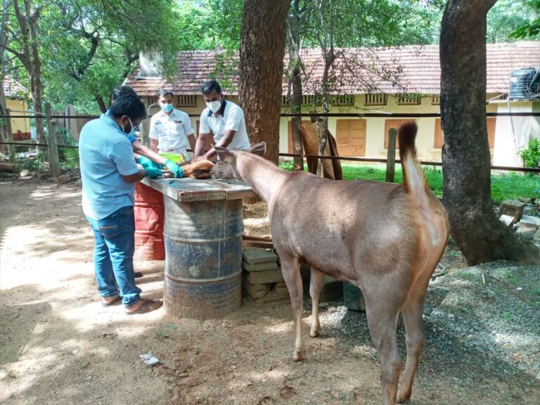 At Dockyard Trincomalee – Following incident took place in Naval Dockyard and unfolds this interesting story.- VETERINARY SURGEON OPERATES CALF UNDER THE STRICT SUPERVISION OF MOTHER ELK