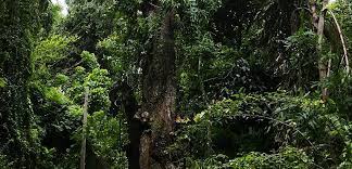 Dunumadalawa Forest Reserve - a habitat island in Kandy City By Arundathie Abeysinghe