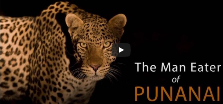 Man-Eating Leopard of Punanai | Sri Lanka