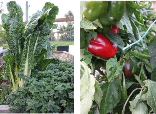 VEGETABLE GARDEN PLANTING GUIDE MELBOURNE visual data 2