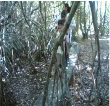 Walk through the Mangroves