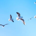 Ahasata Igilee – Yanawo Yanawo