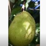 Jack Fruit – Sri Lanka