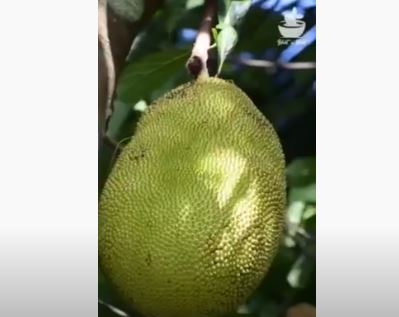 Jack Fruit – Sri Lanka