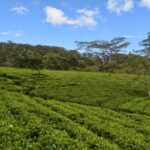 Taylors Tea Garden – by Ajit MuttuCumaraswamy