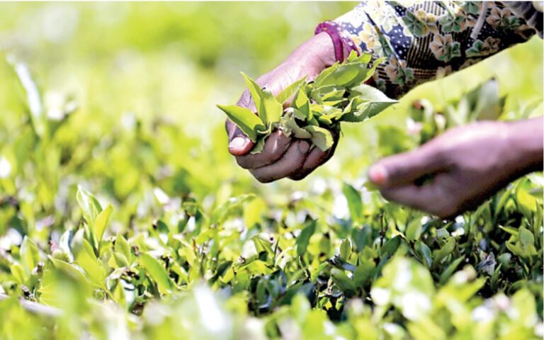 Sri Lanka FOB prices for black tea highest in the world