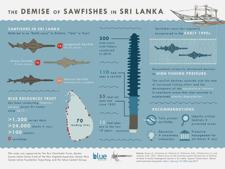 Where have the sawfish of Sri Lanka gone?-By Sahan Thilakaratna, Akshay Tanna, and Daniel Fernando