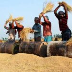 Traditional rice harvesting in South Asia
