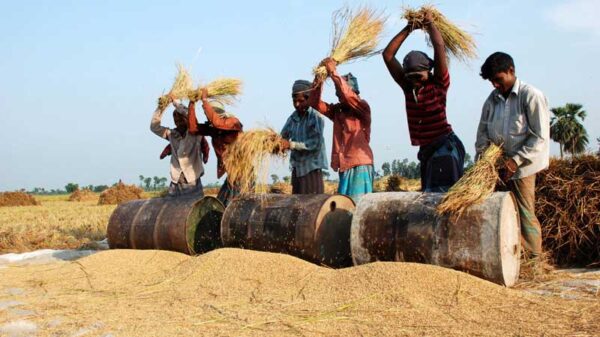 Traditional rice harvesting in South Asia