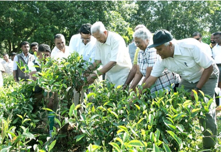 Creating an Estimated Ecological Wealth of USD 382,362 through a Nature Corridor