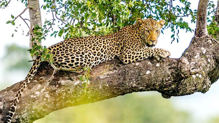 Tourism, economy and Sri Lankan leopards-By Chathuranga Dharmarathne