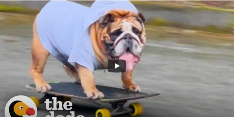 Bulldog Obsessed With His Skateboard Hates When His Parents Try To Take It Away From Him