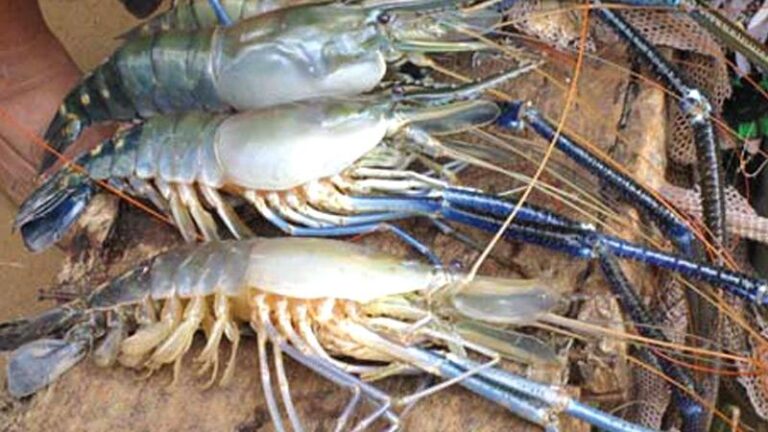 Giant freshwater prawn contributes to income enhancement of inland fishers-BY NIMAL WIJESINGHE