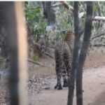 Mother leopard