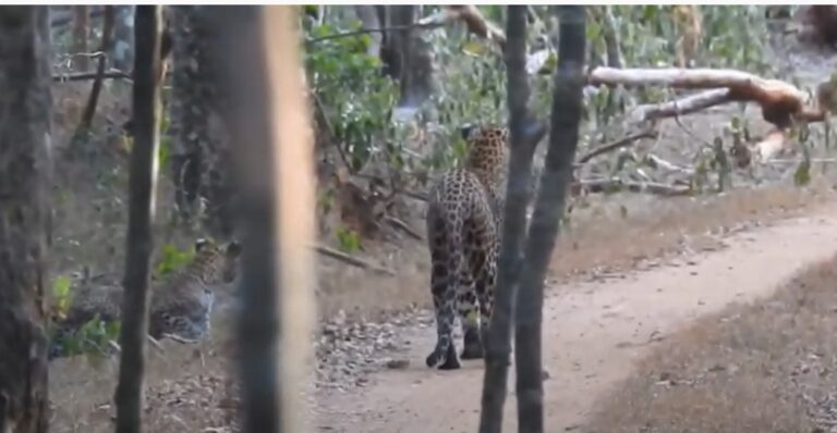 Mother leopard and three cubs in Wilpattu national park