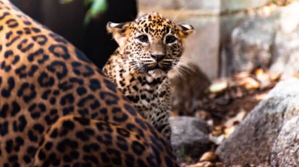 National Zoo and Aquarium named first Sri Lankan leopards to be bred in Australia-by Georgie Burgess