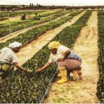 Oil Palm
