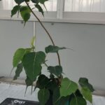 Sacred Bodhi tree’s journey to Oz 2300 years in the making