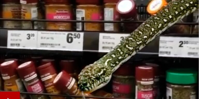 Snake slithers out of spice shelves at Sydney supermarket-By Frances Mao