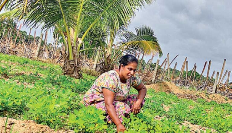 UN Food Systems ‘Best Small Business Award’ goes to northern project by MA’S Kitchen