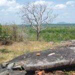 Veheradiulana