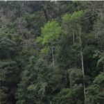 trees