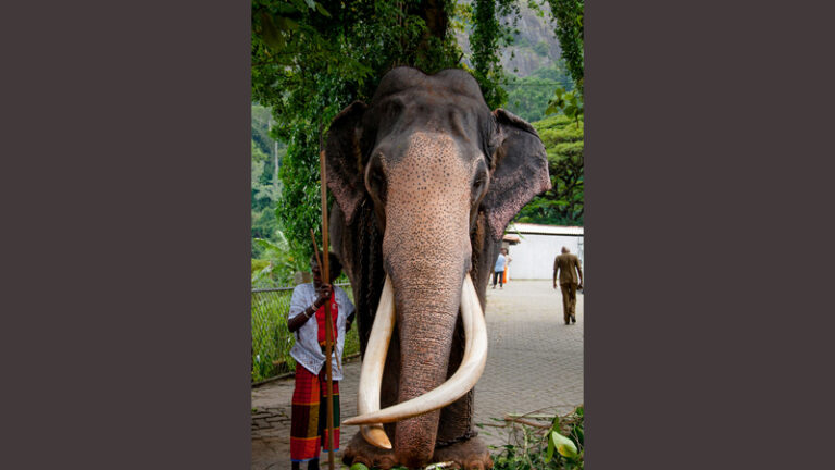 Our majestic national treasure-by Dishan Joseph