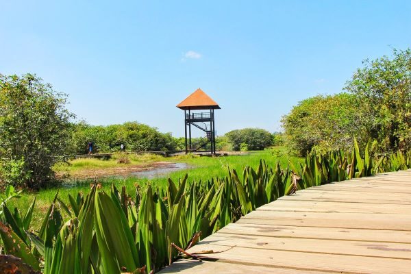 Beddagana Wetland Park - verdant mosaic of wetlands By Arundathie Abeysinghe