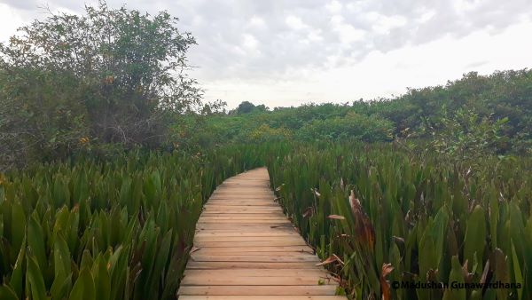 Beddagana Wetland Park - verdant mosaic of wetlands By Arundathie Abeysinghe