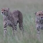 Buddhilini's Interview with Peter Overton for Wildlife Photographer 'Highly Commended' Image