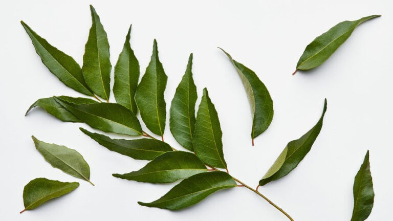 Curry Leaves Are a South Indian Herb With Major Star Power-by Simi George