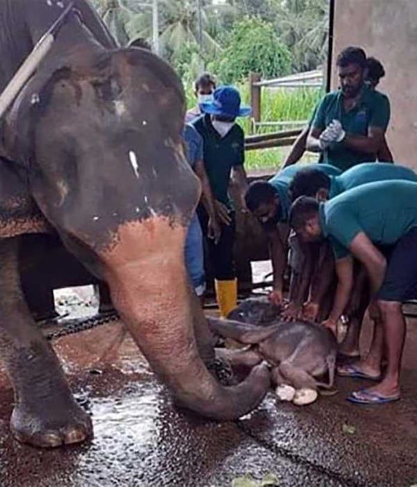 First twin baby elephants born at Pinnawala
