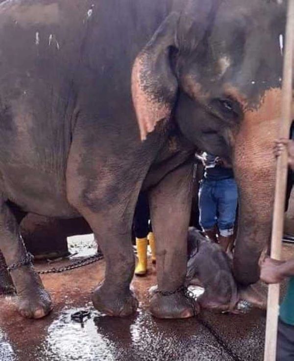 First twin baby elephants born at Pinnawala