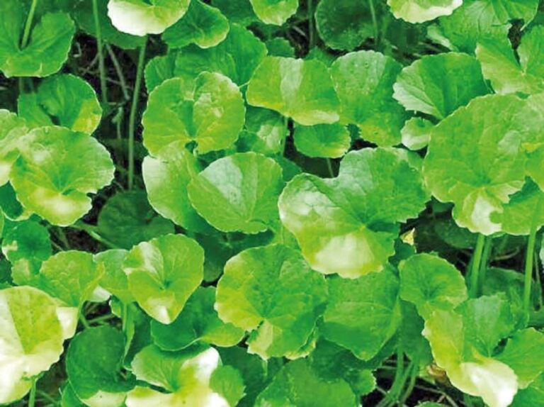 Gotukola; the herb of longevity-by Yashodhara Embogama