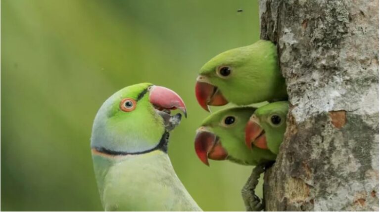 Sri Lanka 10-year old’s parakeet shot flies high in UK Wildlife Photographer Awards