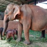 elephant orphanage