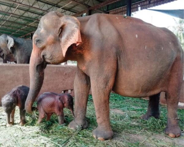 elephant orphanage