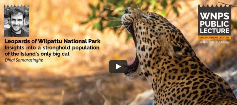 The leopards of Wilpattu National Park