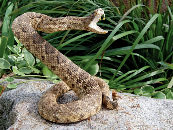 A POLONGA( Russell’s Viper) ATTACK OVER ONE HUNDRED YEARS AGO IN TRINCOMALEE