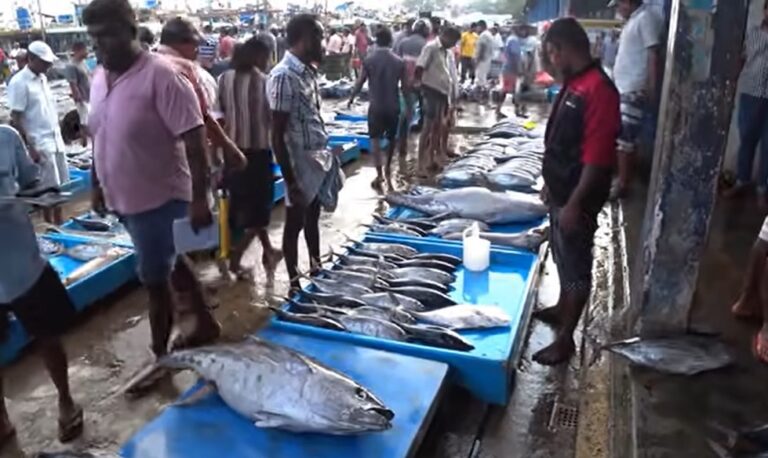 Beruwala Harbour is the Biggest Fish Market in Sri Lanka